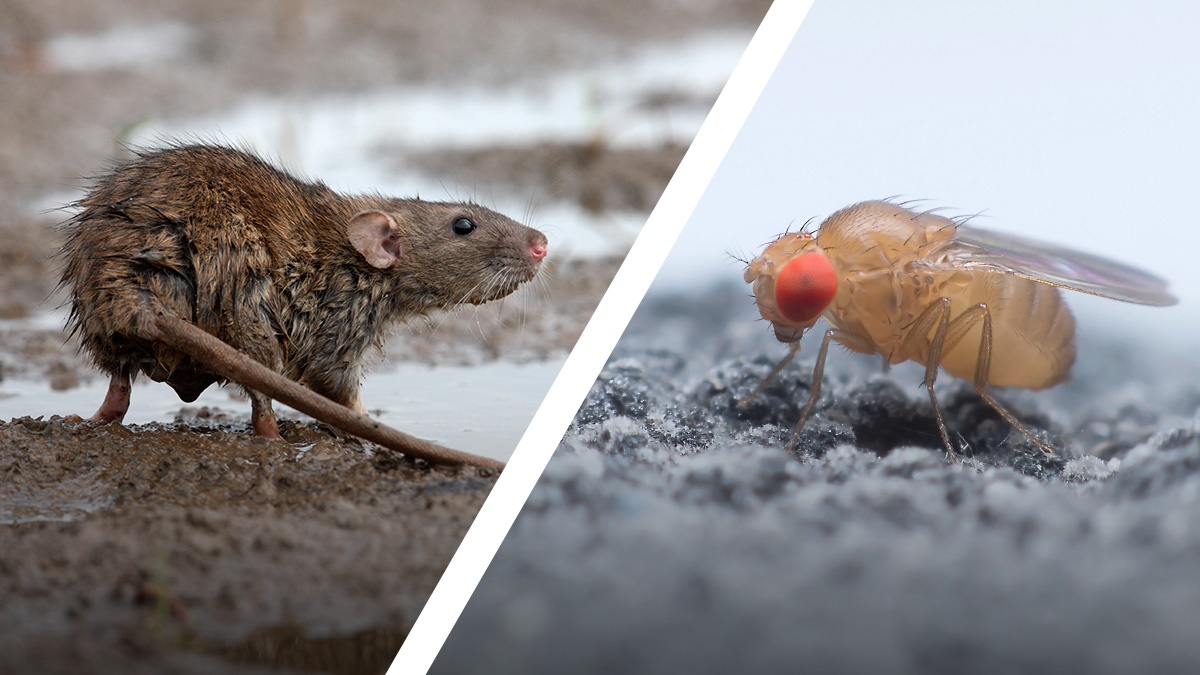 FundamentalsofRodentandInsectBiologyonlinecourseBPCA FundamentalsofRodentandInsectBiologyonlinecourseBPCA